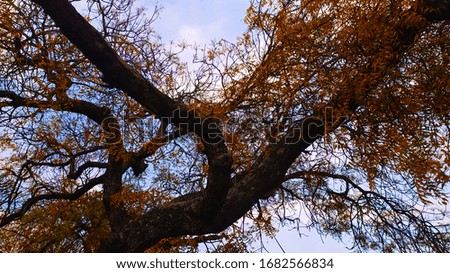 tree in autumn with many branches and yellow orange leaves on blue sky neem tree azadirachta indica autumn landscape foliage
