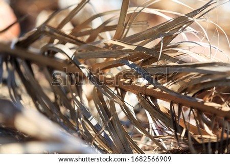 Dry brown palm leaves laying down in the sand