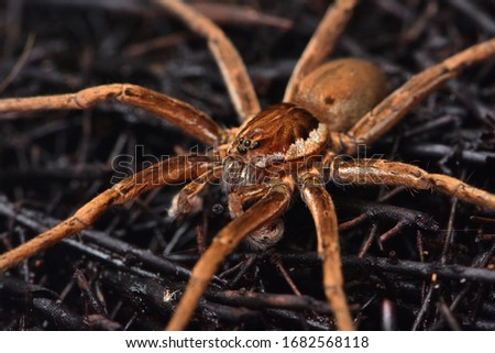 Giant fishing spider Ancylometes cf. bogotensis (Ctenidae, Araneae) from tropical Central and South America (Honduras to Bolivia), closeup picture of male.