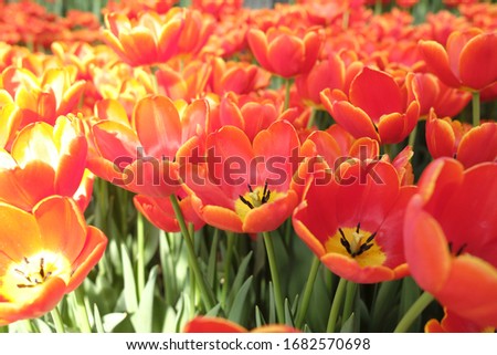 This is a close-up of red tulip flowers in the spring garden. a picture of nature's.