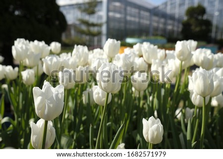 This is a close-up of white tulip flowers in the spring garden. a picture of nature's.