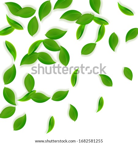 Falling green leaves. Fresh tea neat leaves flying. Spring foliage dancing on white background. Adorable summer overlay template. Nice spring sale vector illustration.
