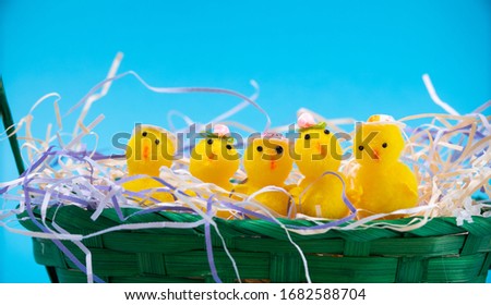 Easter Chicks and Eggs in Nest.concept of the Easter holiday and greeting cards. decorative chickens with Easter eggs