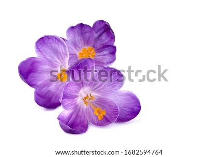 Saffron  flowers in closeup. Macro. Royalty-Free Stock Photo #1682594764
