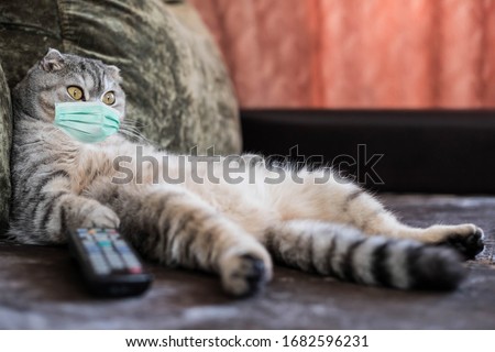 A cat in a medical mask is lying on the sofa with a remote control from the TV. Concept of home quarantine and life in isolation Royalty-Free Stock Photo #1682596231