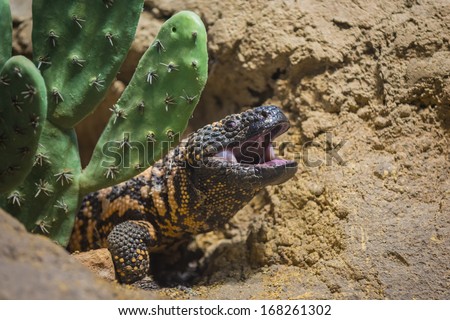 Close-up shot of a gila monster under the cactus Royalty-Free Stock Photo #168261302