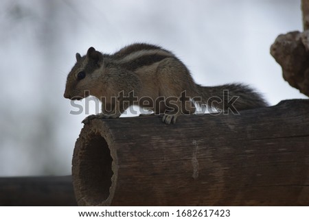 Close up view of squirrel sitting on branch with clear background