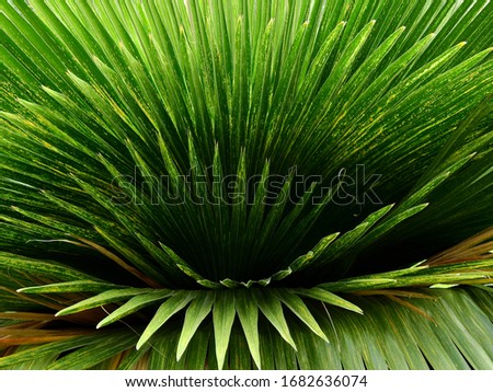 green leaf of Cuban Petticoat Palm ( Copernicia macroglossa H.Wendl. ex Becc.)