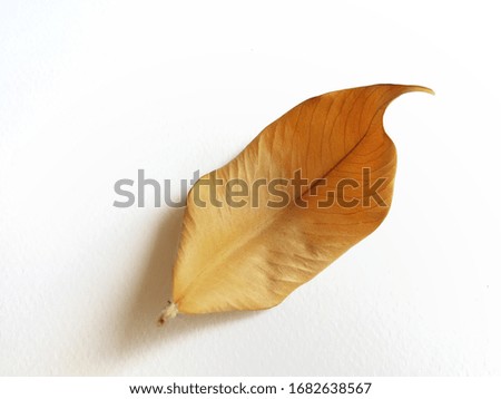 Dry brown leaf isolated on white background.