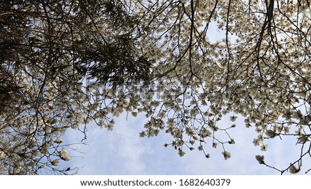 Magnolia flowers with beautiful white petals blooming in spring.