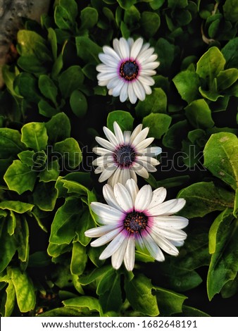 Closeup photography of white flowers Dimorphotheca. Green, white, pink. Floral photography. Osteospermum. Aisybushes or African daisies background. Desktop. Spring background