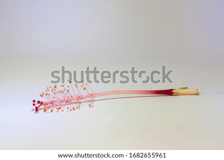 close up a flower pistil with isolated white background