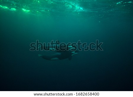 Two killer whales swimming in the ocean