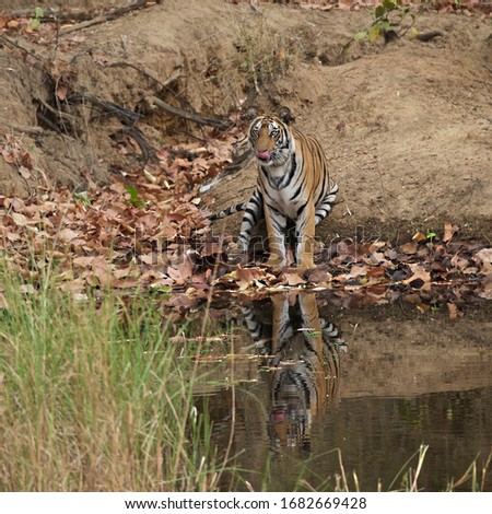 Bengal Tiger sintting in/beside stream in India