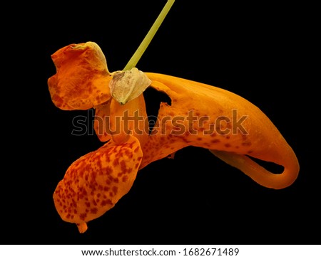 Impatiens capensis, Common or spotted Jewelweed. A lover of wet spots, Flower and plant Macro material on black background