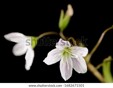 Claytonia virginica - Spring Beauty, Flower and plant Macro material on black background