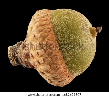 lovely fresh acorn, drill in to see all the lovely hairs that pubesce across the surface, Flower and plant Macro material on black background