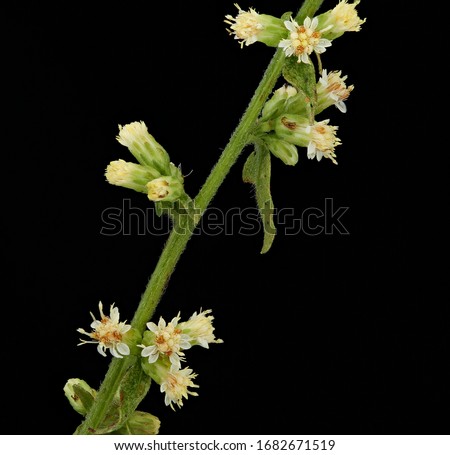 Solidago bicolor, White Goldenrod, Flower and plant Macro material on black background