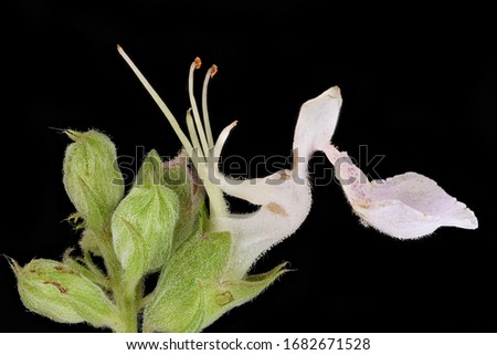 Teucrium canadense, American Germander, Flower and plant Macro material on black background