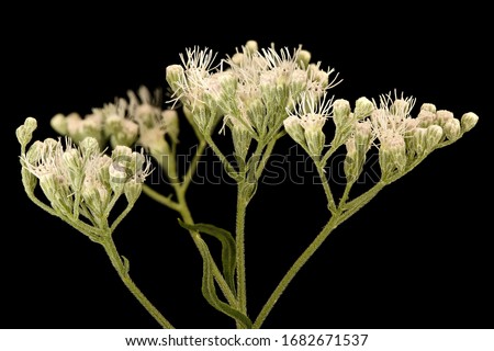 Ageratina altissima, White Snakeroot, Flower and plant Macro material on black background