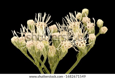 Ageratina altissima, White Snakeroot, Flower and plant Macro material on black background