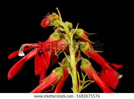 Lobelia cardinalis, Cardinal Flower, Flower and plant Macro material on black background