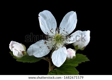 Blackberries (Rubus species), Flower and plant Macro material on black background