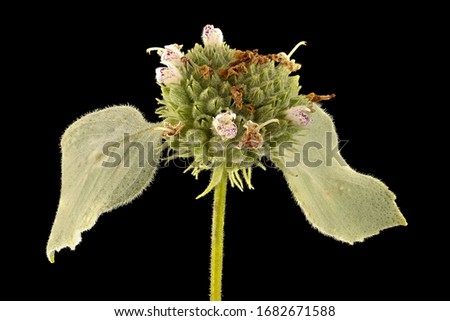Pycnathemum muticum, Mountain Mint, Flower and plant Macro material on black background
