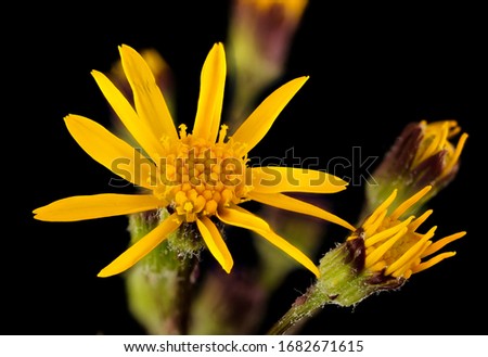 Packera aurea, syn. Senecio aureus, golden ragwort, Howard County, Flower and plant Macro material on black background