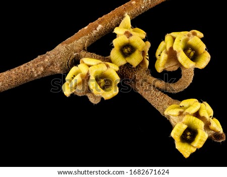 Hamamelis virginiana,witch hazel calyx Howard County, Flower and plant Macro, Flower and plant Macro material on black background