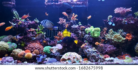 sea water aquarium captures of caral and tropical fishes Royalty-Free Stock Photo #1682675998