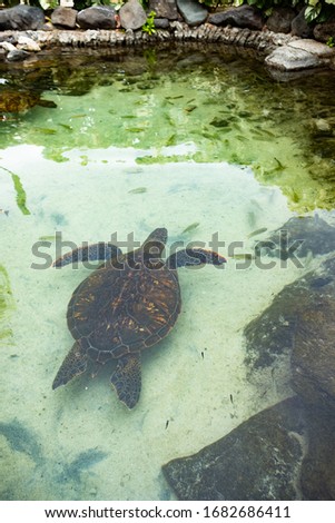Sea Turtle swimming in shallow water from overhead