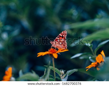 butterfly sitting on a flower near green leaves on a summer evening