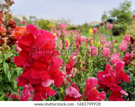 Beautiful garden flowers at sunny day, Snapdragon flowers blooming in garden, Colorful Snapdragons