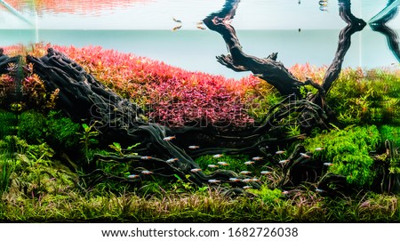 close up image of aquarium tank with a variety of aquatic plants and small fish inside. Royalty-Free Stock Photo #1682726038