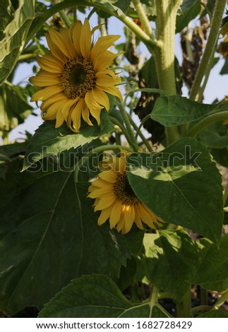 Sunflowers on a summer day