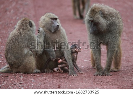 The olive baboon, also called the Anubis baboon, is a member of the family Cercopithecidae. The species is the most wide-ranging of all baboons, being found in 25 countries throughout Africa.