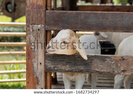 The pattern sheep in wooden cage