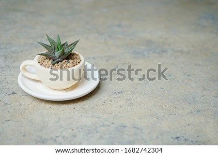 Cactus or succulent (Haworthia limifolia Marloth) in white coffee cup on grunge grey concrete floor with copy space Royalty-Free Stock Photo #1682742304