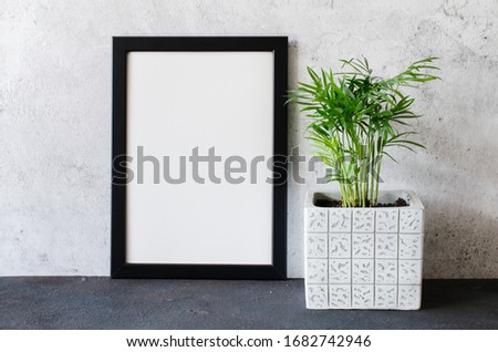 Black poster or photo frame and beautiful plant in concrete pot. Scandinavian style room interior.