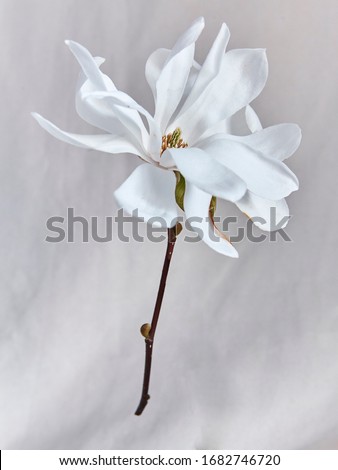 Abstract Macro Isolated Floating Spring Flowers, Tulip, Daffodil, Cherry Blossom, Magnolia, Bouquet on Black and White background 