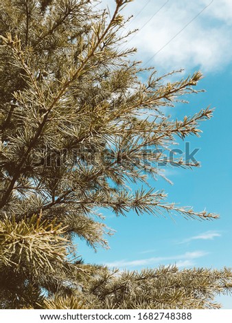 photo of green pine trees