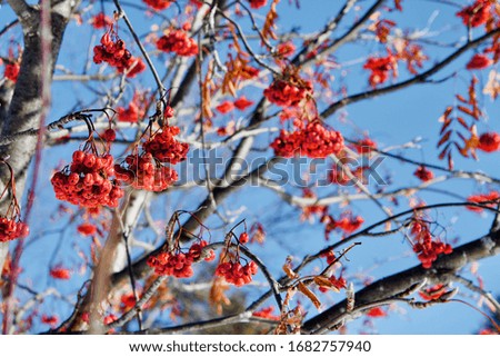 Quality shot of a crab apple tree. Beautiful desktop background with vibrant colors and quality