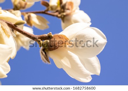 White magnolia flowers with a clear blue sky in springtime.