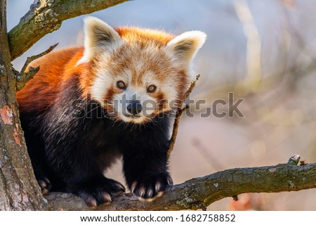 Red panda (Ailurus fulgens), panda cervena
