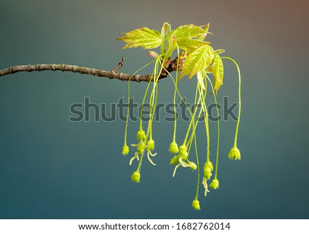 Flowers of sugar maple (Acer saccharum) dangling from base of newly emerging leaves in early spring in central Virginia. Royalty-Free Stock Photo #1682762014