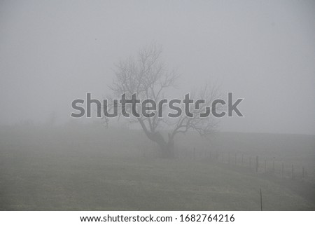 Lone tree in a foggy morning field