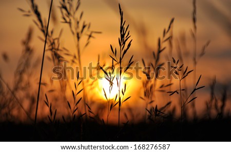 Field of grass during sunset 
