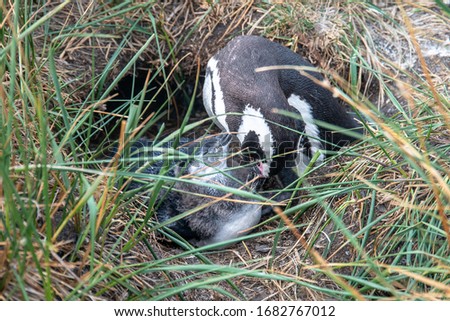 
Close-up of a nest in the form of a hole in which an adult penguin cleans the fluff of a small baby penguin.