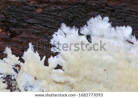 Phlebia centrifuga, a crust fungus in the family Meruliaceae, growing on spruce log in Finland